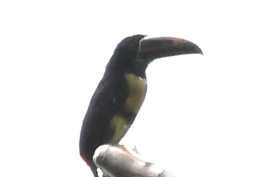 Collared Aracari - ML641981831