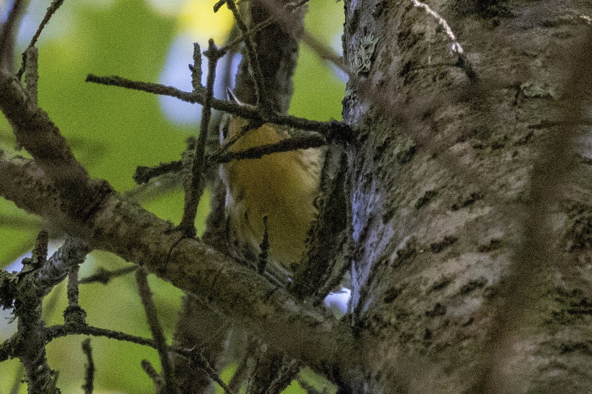 Blackburnian Warbler - ML641981832