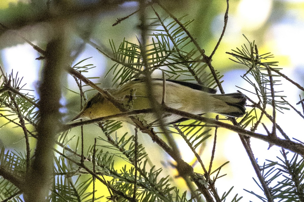 Blackburnian Warbler - ML641981833