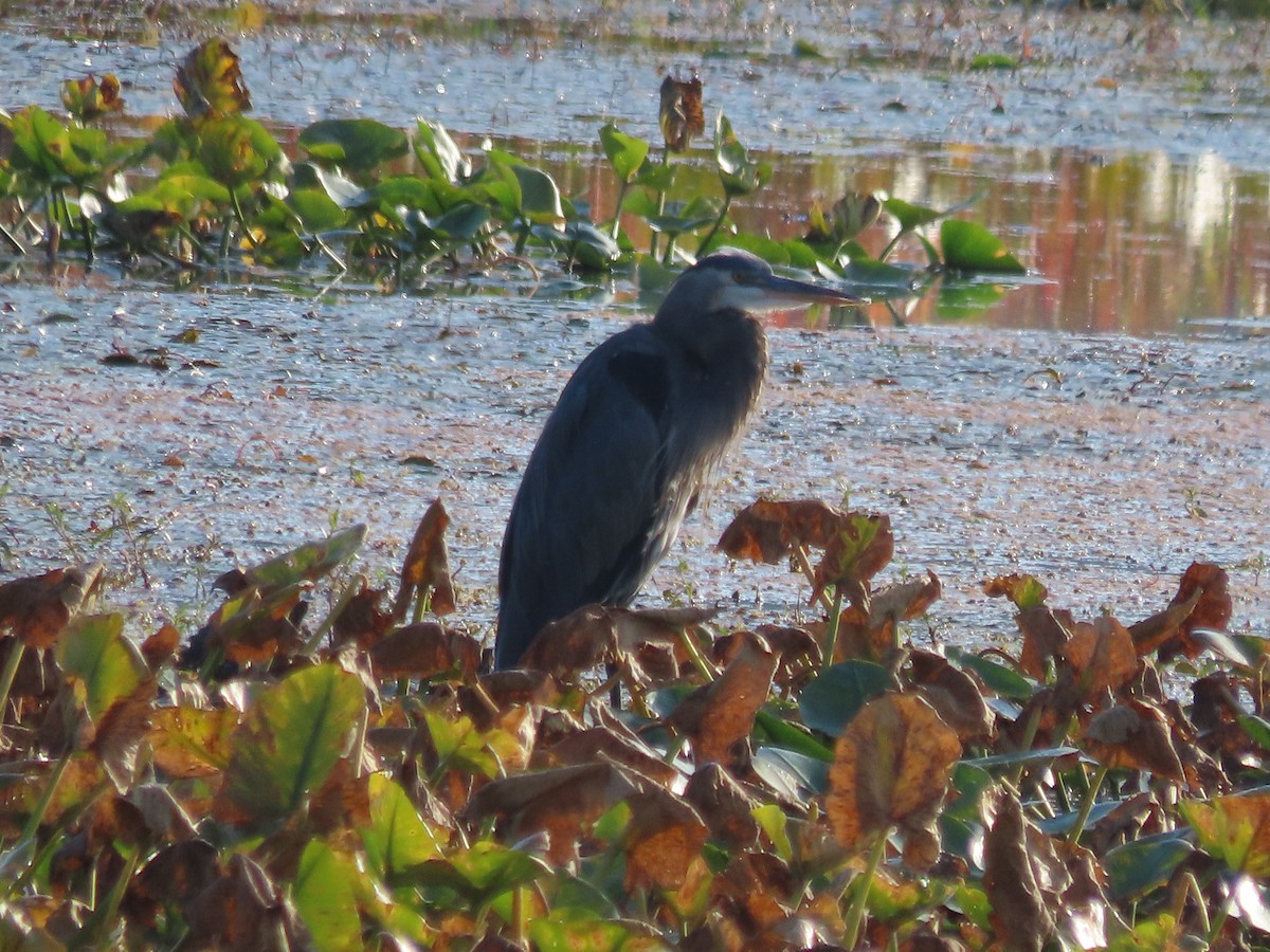 Great Blue Heron - ML641981836