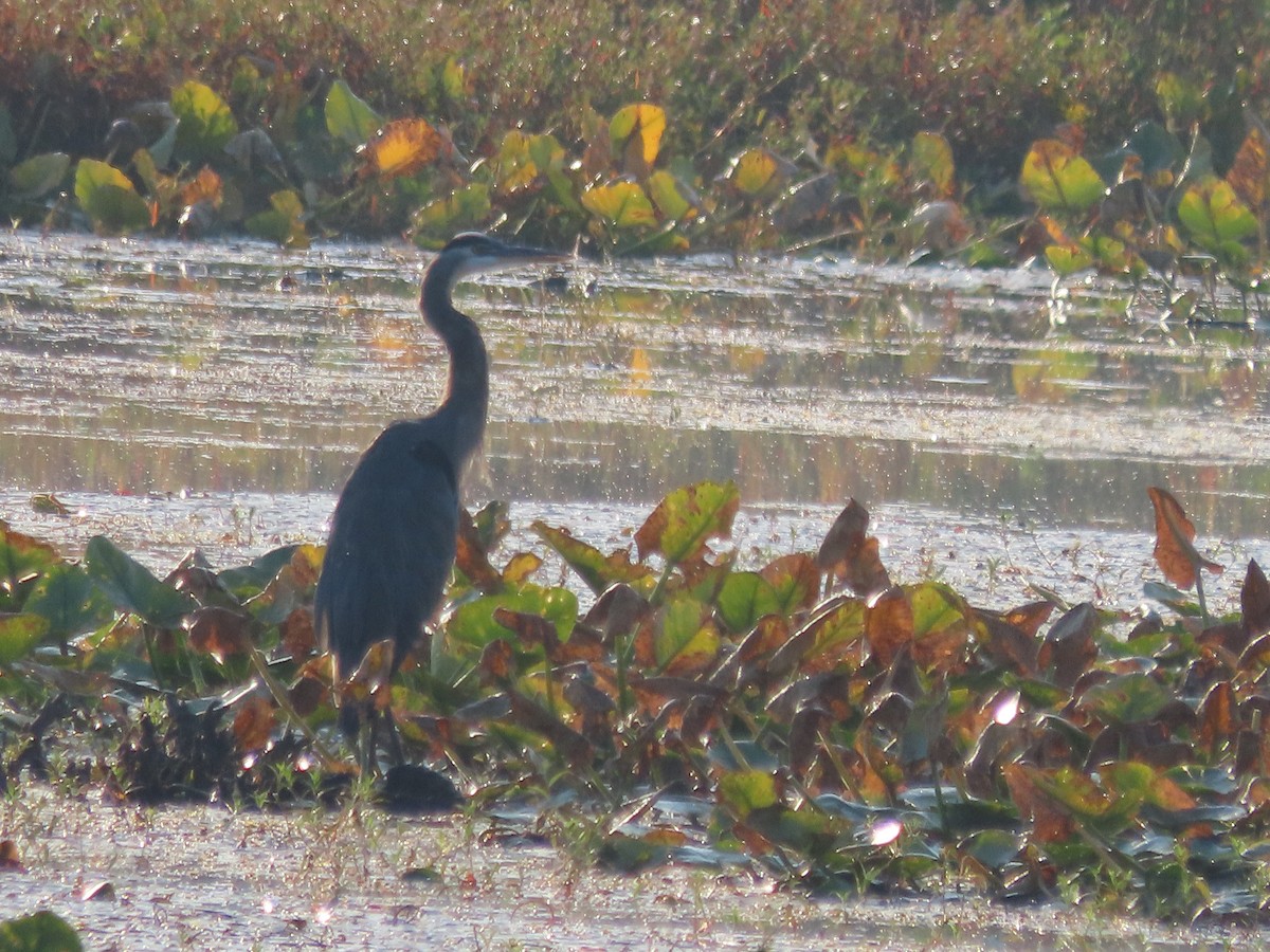 Great Blue Heron - ML641981837