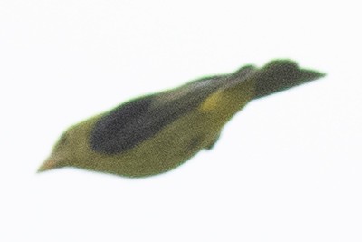 Scarlet Tanager - ML641981838