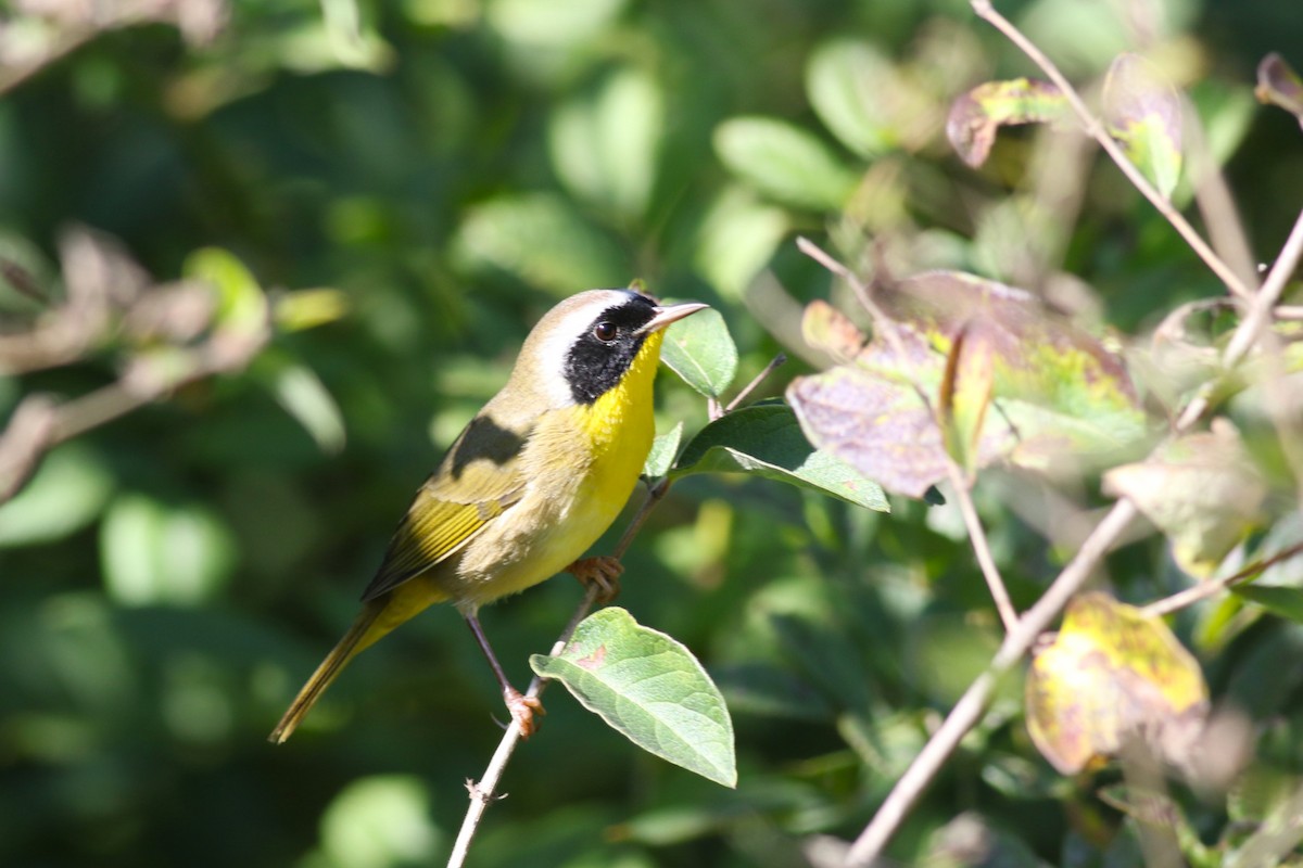 Common Yellowthroat - ML641981843