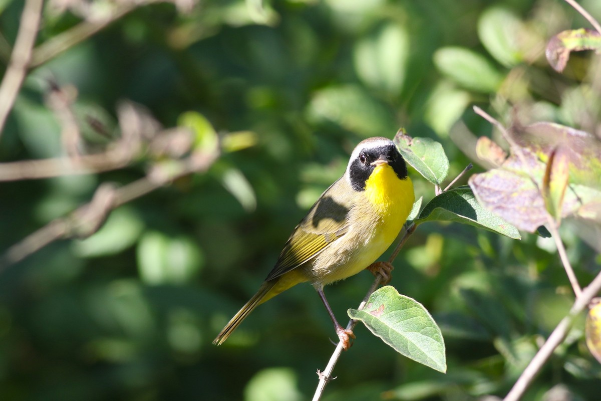 Common Yellowthroat - ML641981844