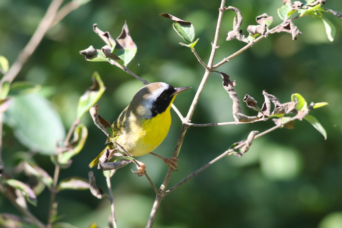 Common Yellowthroat - ML641981845