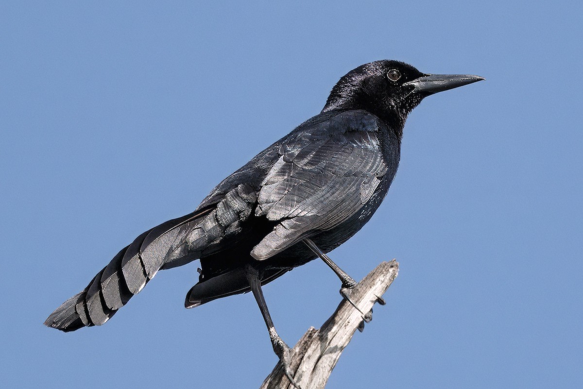 American/Fish Crow - ML641981847