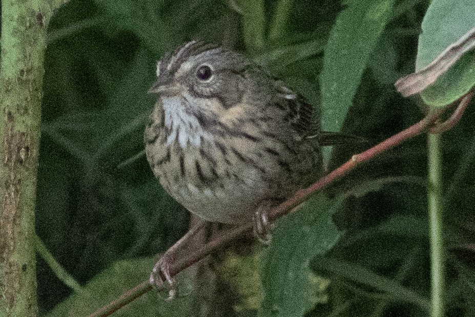 Lincoln's Sparrow - ML641981849
