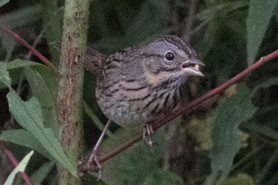 Lincoln's Sparrow - ML641981850