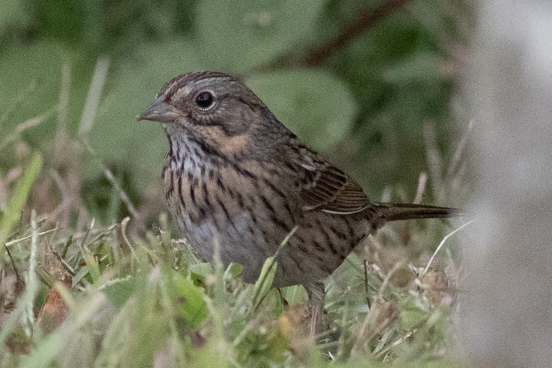 Lincoln's Sparrow - ML641981851