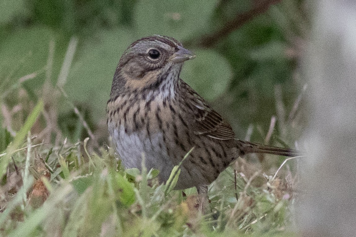 Lincoln's Sparrow - ML641981852