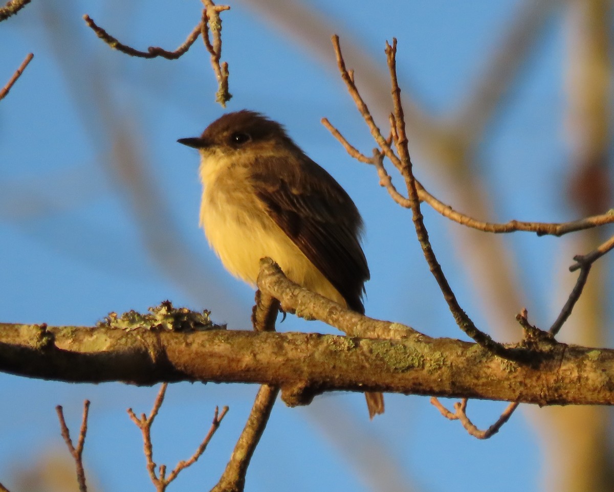 Eastern Phoebe - ML641981853