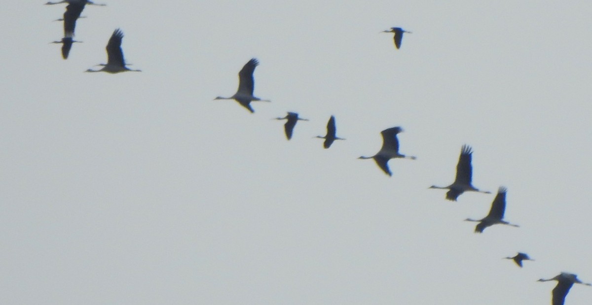 Common Crane - ML641981854