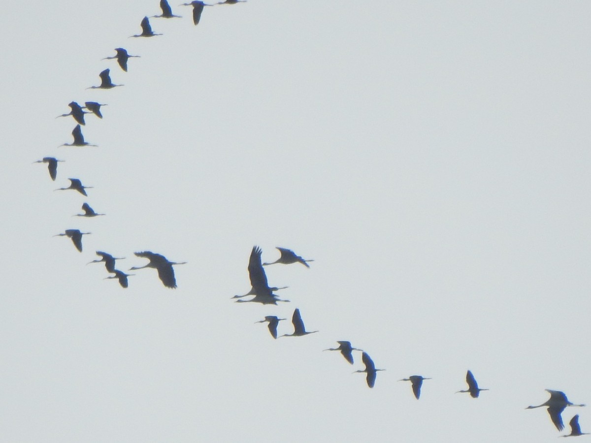 Common Crane - ML641981855