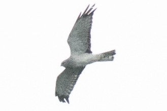 Northern Harrier - ML641981859