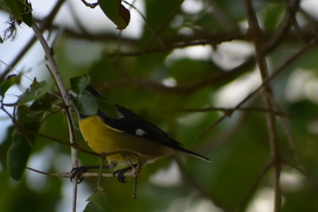 Bananaquit - ML641981870