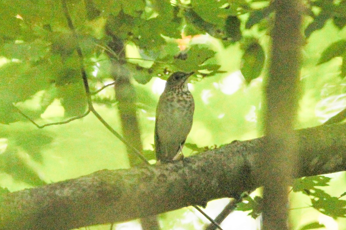 Gray-cheeked Thrush - ML641981874
