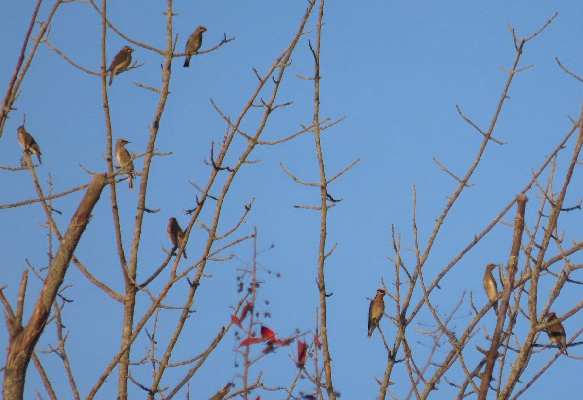 Cedar Waxwing - ML641981877