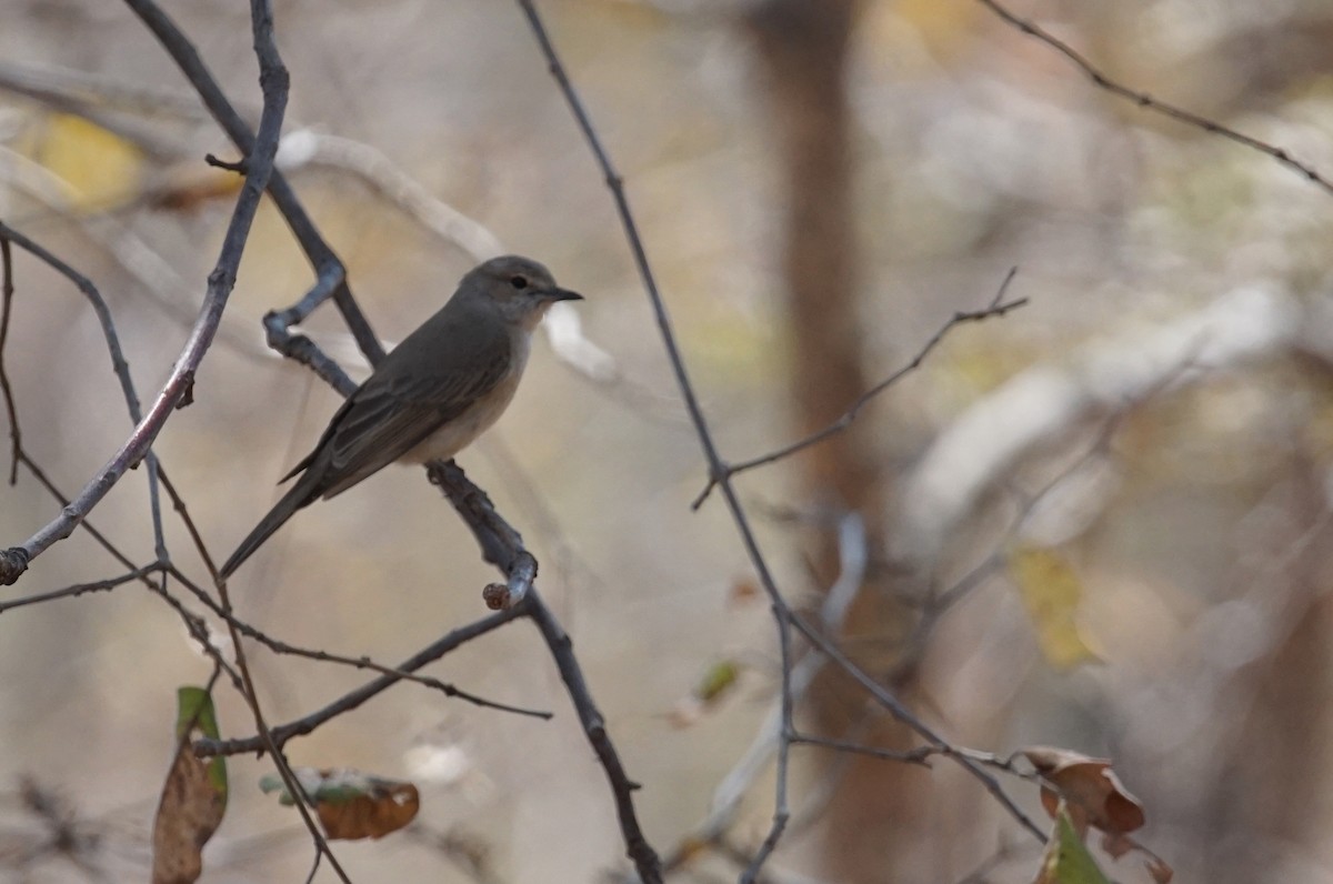 Pale Flycatcher - ML641981880