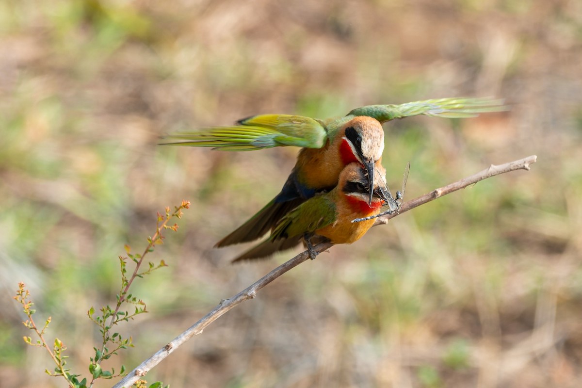 White-fronted Bee-eater - ML641981890