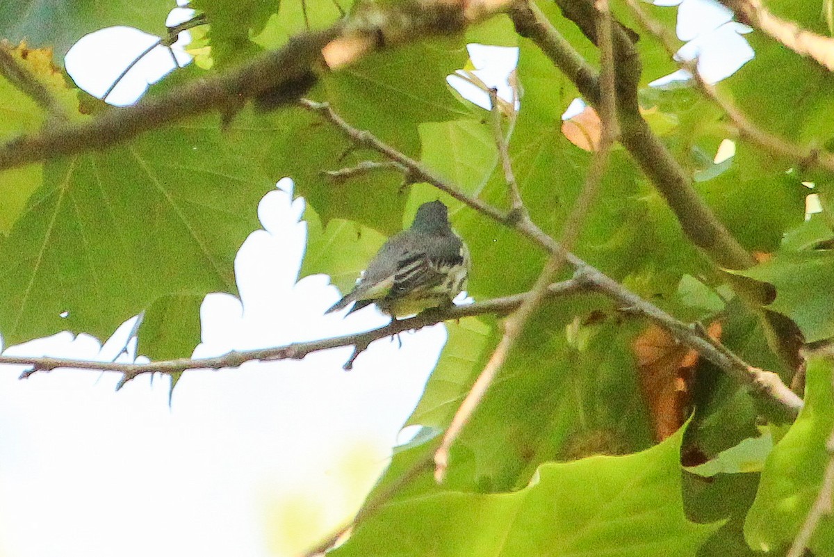 Yellow-throated Warbler - ML641981899
