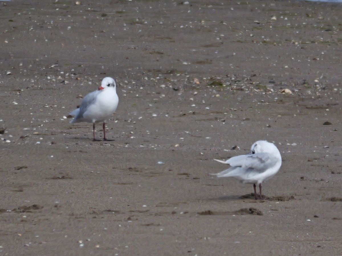 Mediterranean Gull - ML641981908