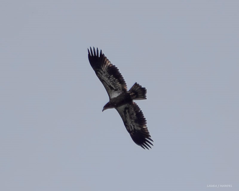 Bald Eagle - ML641981910