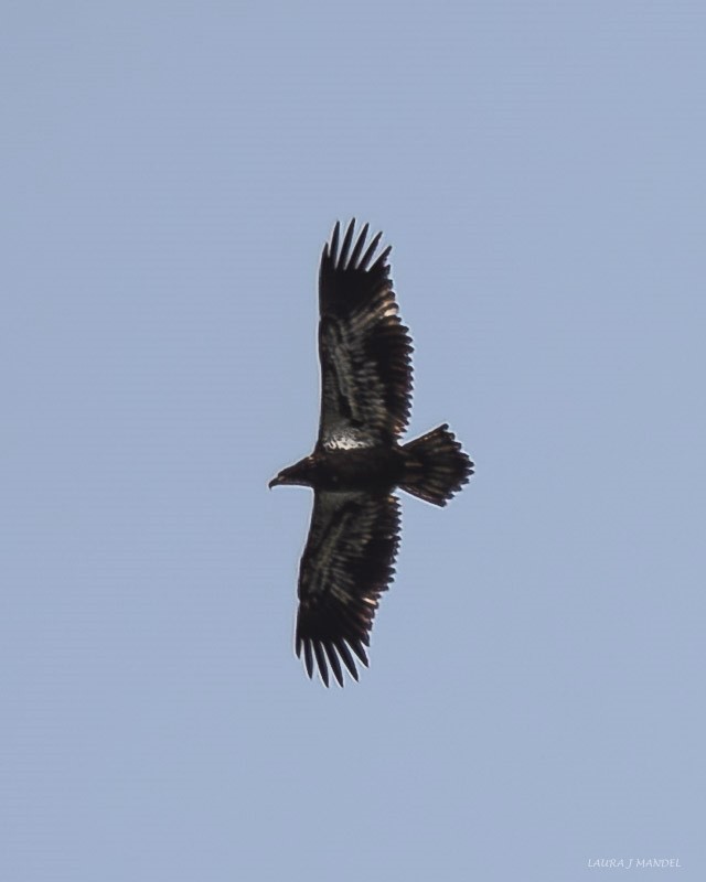 Bald Eagle - ML641981911
