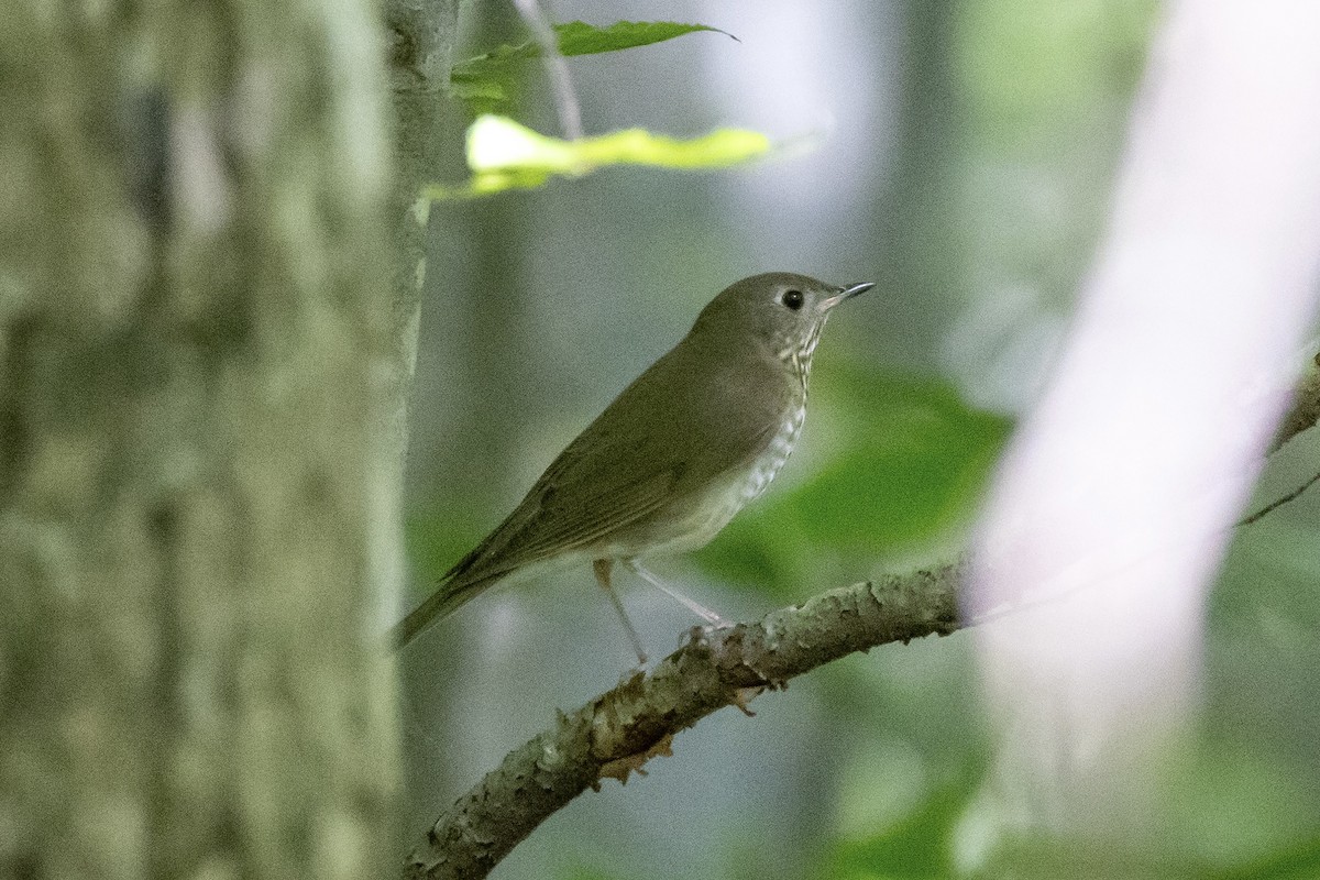 Gray-cheeked Thrush - ML641981923