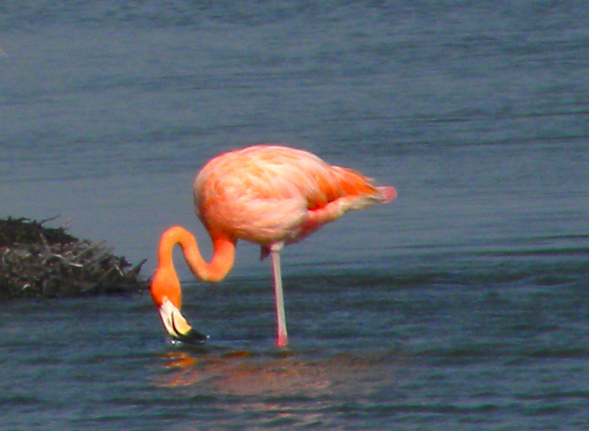 American Flamingo - ML641981925