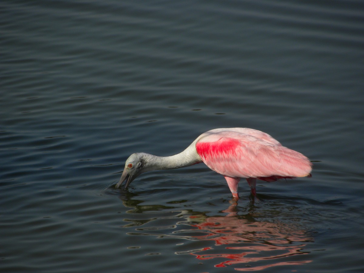 Roseate Spoonbill - ML641981932