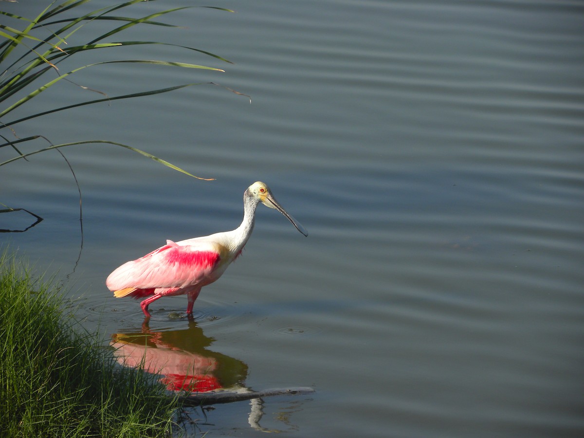 Roseate Spoonbill - ML641981933