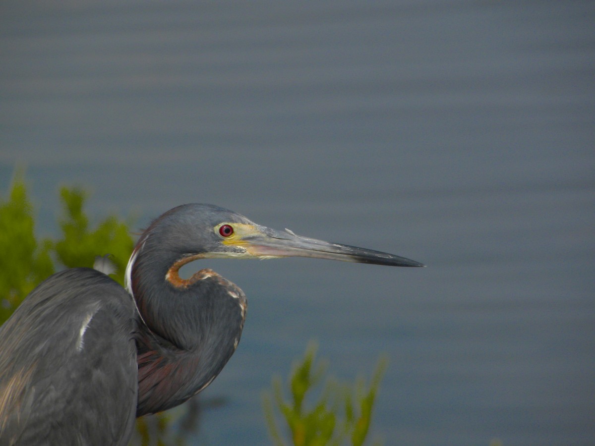 Tricolored Heron - ML641981939
