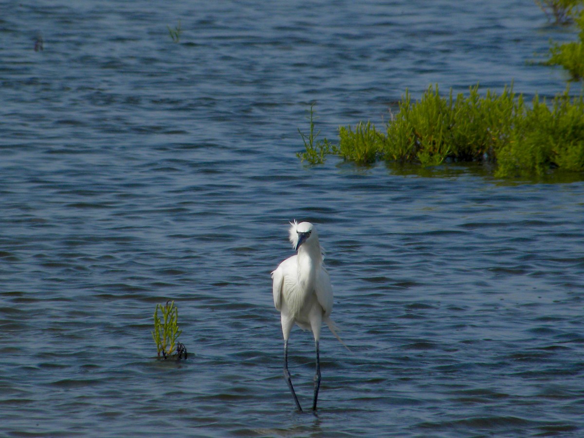 Snowy Egret - ML641981958