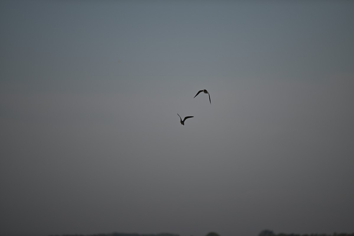 Greater Yellowlegs - ML641981983
