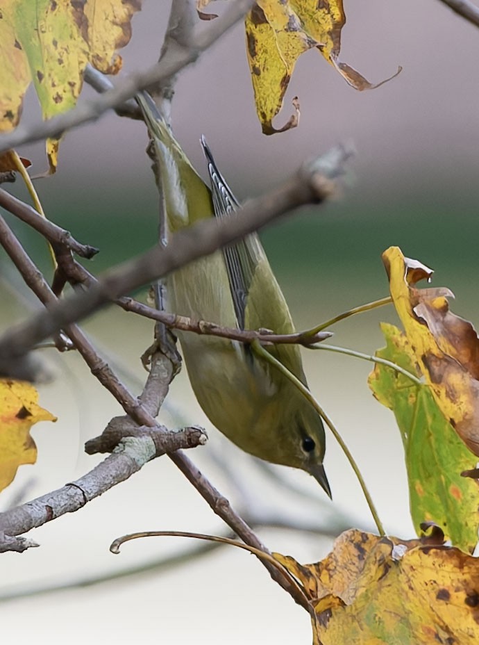 Tennessee Warbler - ML641981989