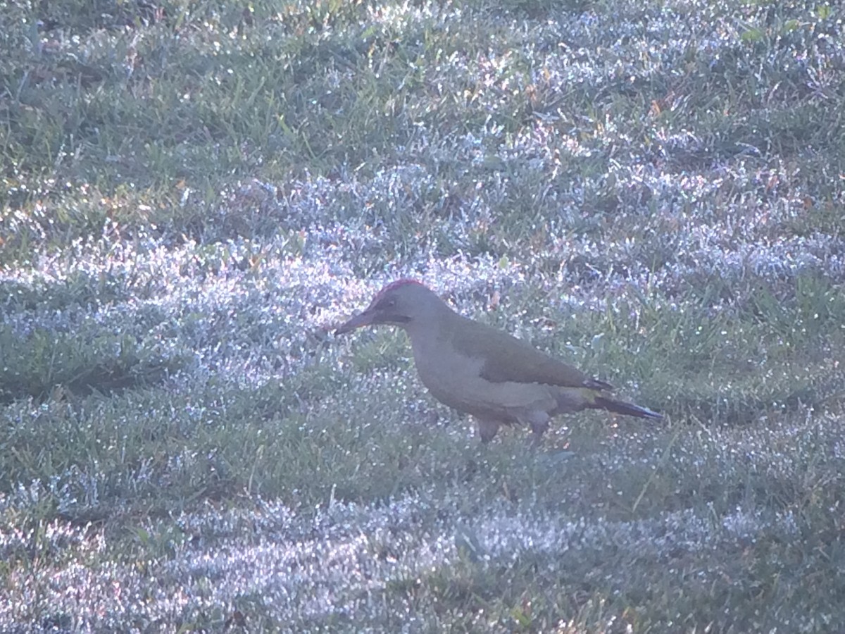 Iberian Green Woodpecker - ML641982004