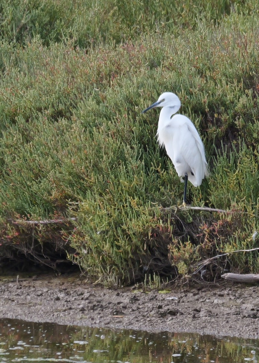 Little Egret - ML641982006