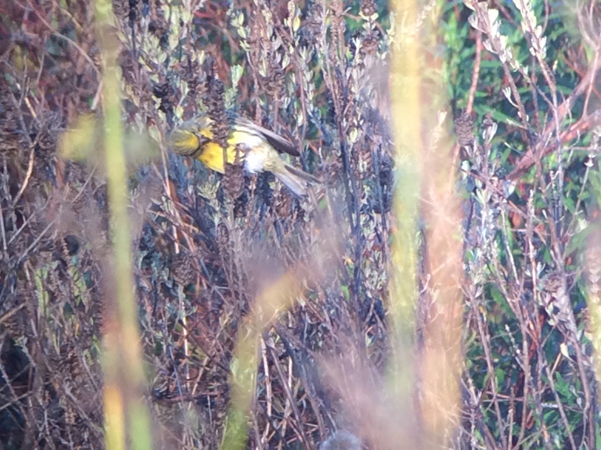 European Serin - ML641982028