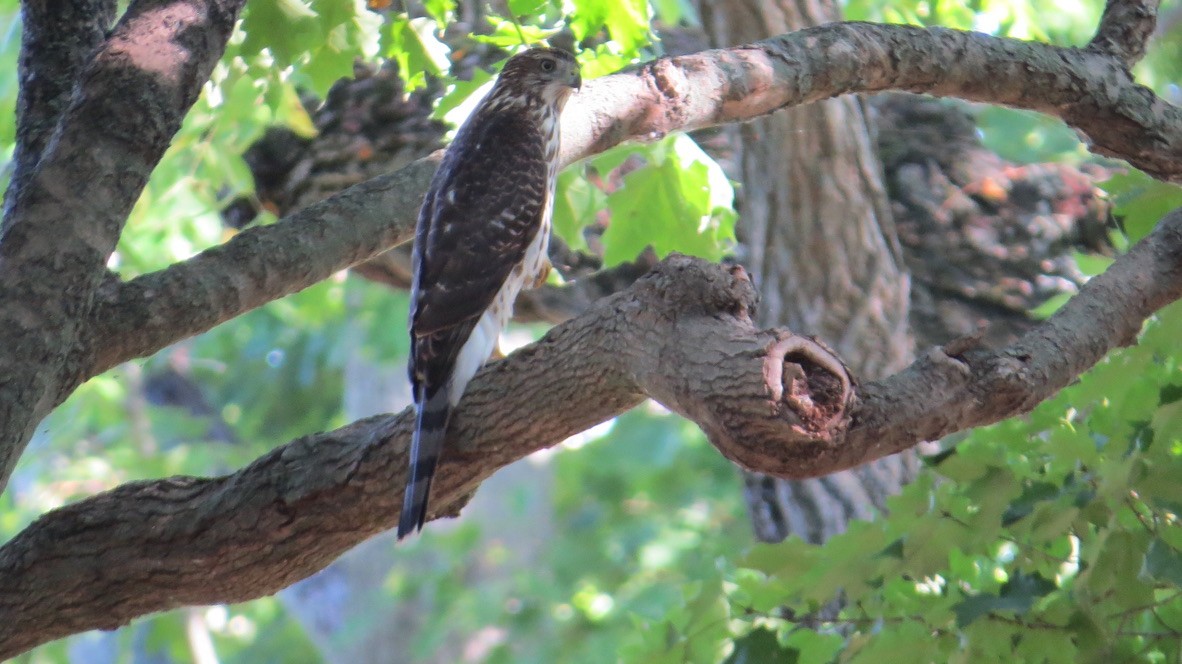 Cooper's Hawk - ML641982039