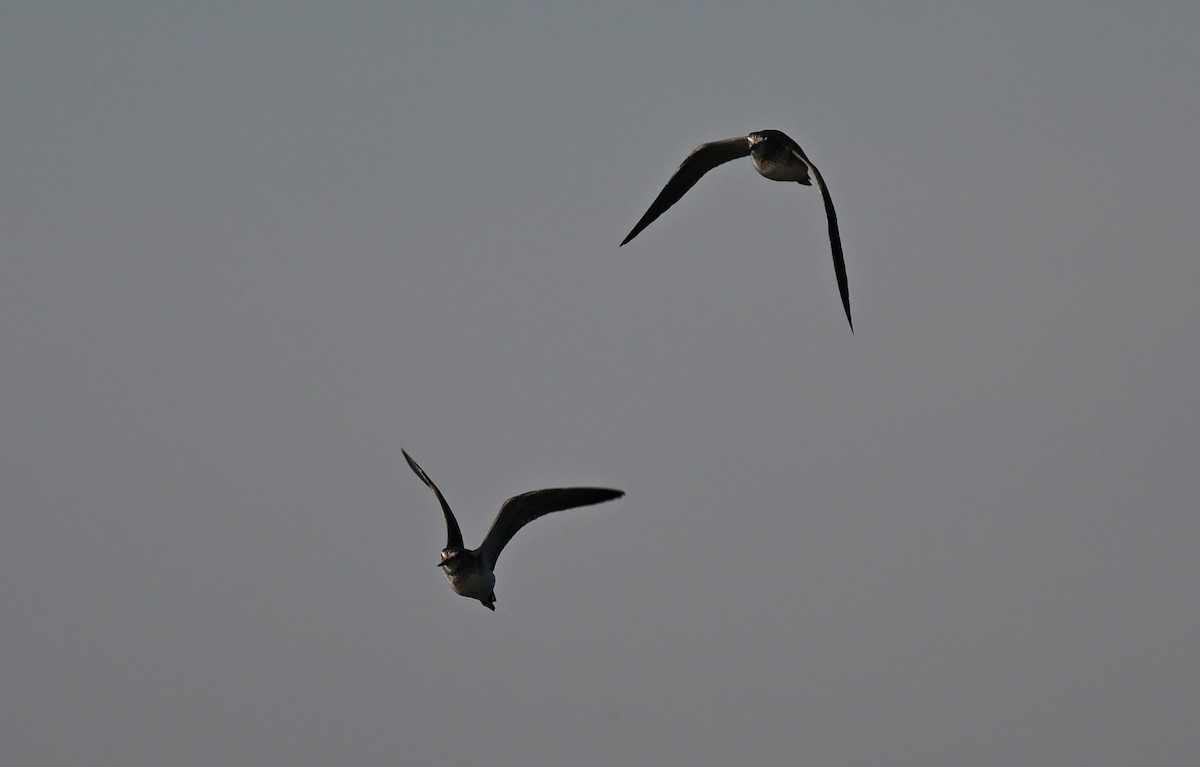 Greater Yellowlegs - ML641982044