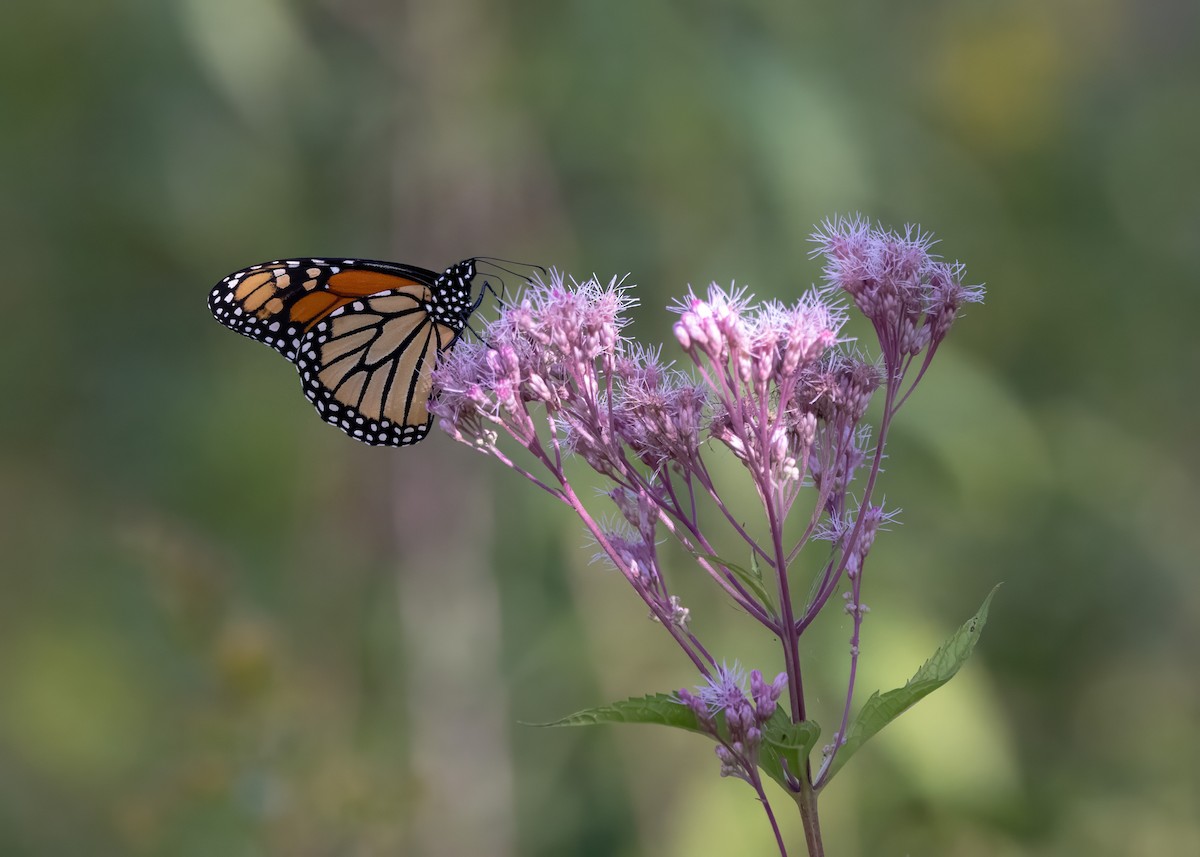 Monarch - ML641982047