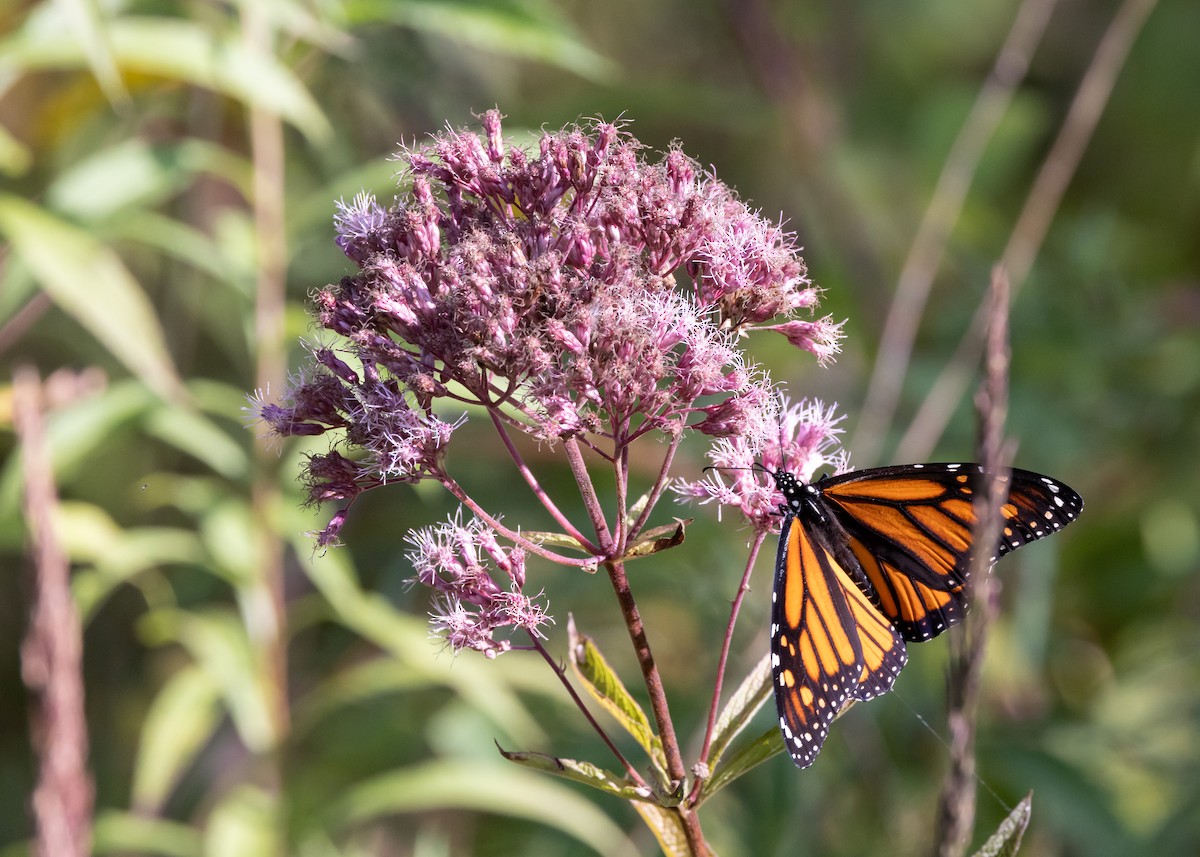 Monarch - ML641982048