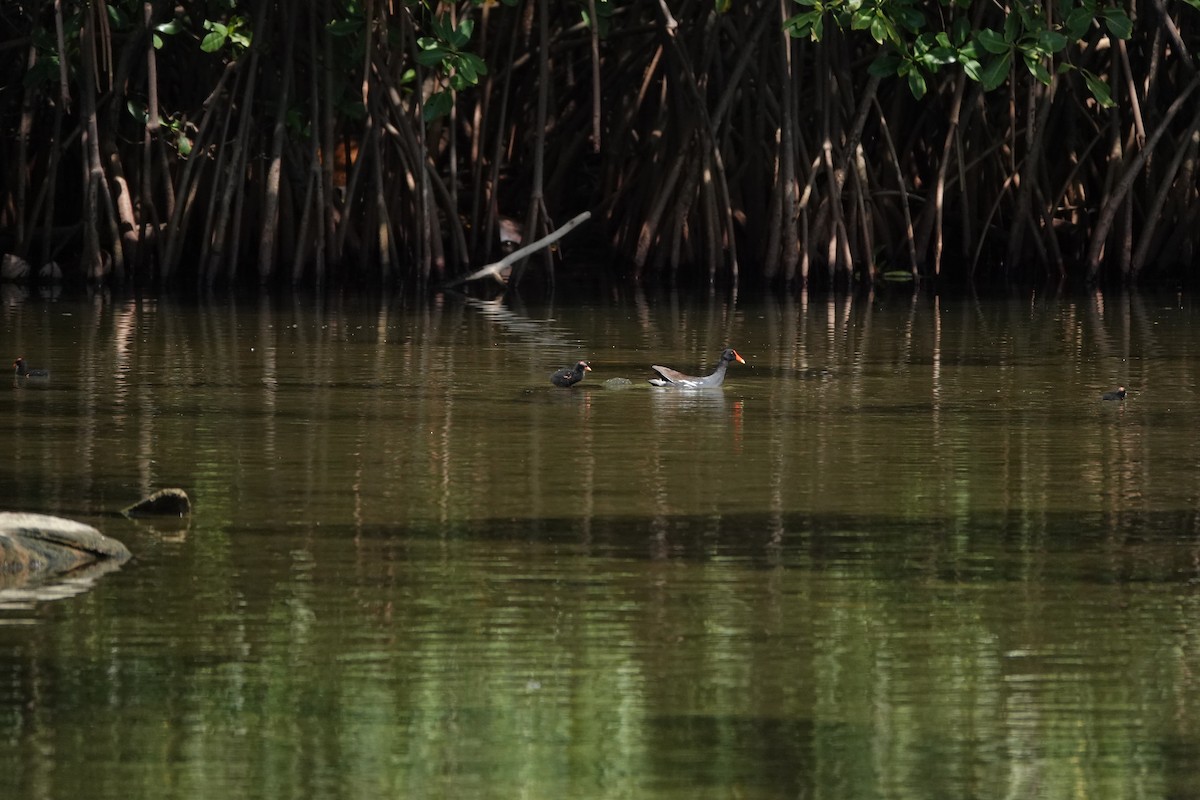 Common Gallinule - ML641982049