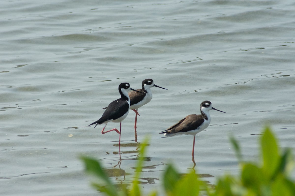 Black-necked Stilt - ML641982057