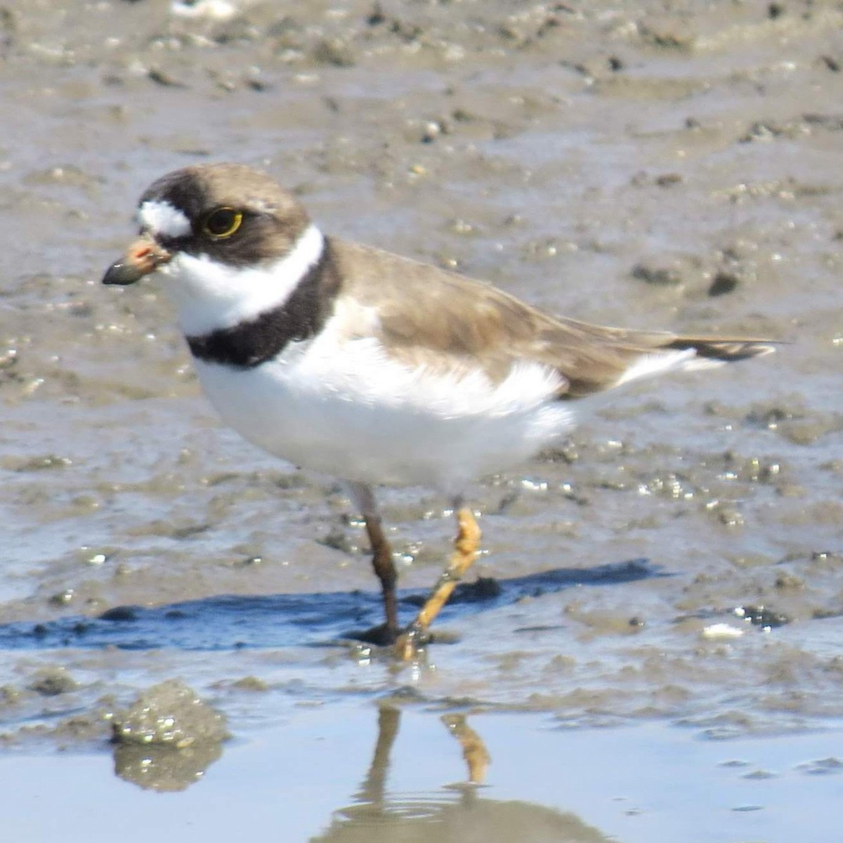 Semipalmated Plover - ML641982059