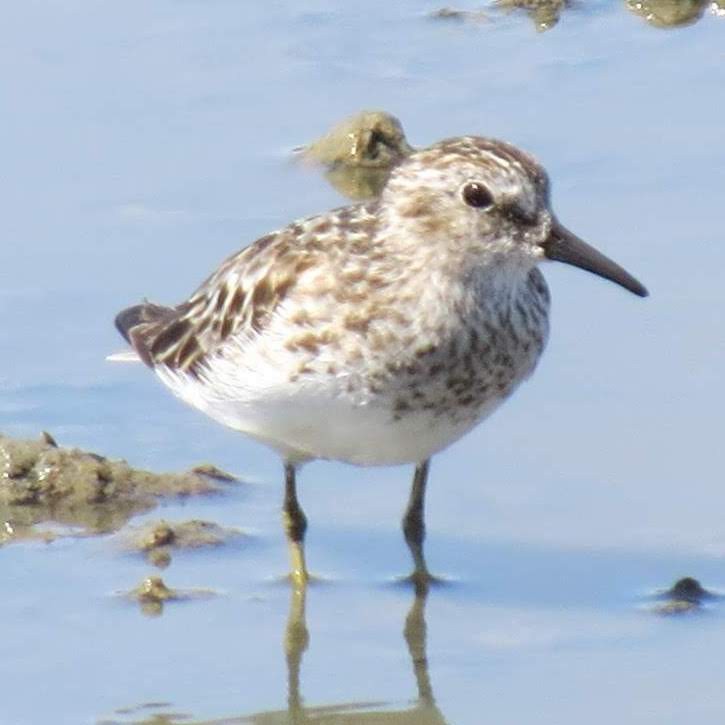 Least Sandpiper - ML641982062