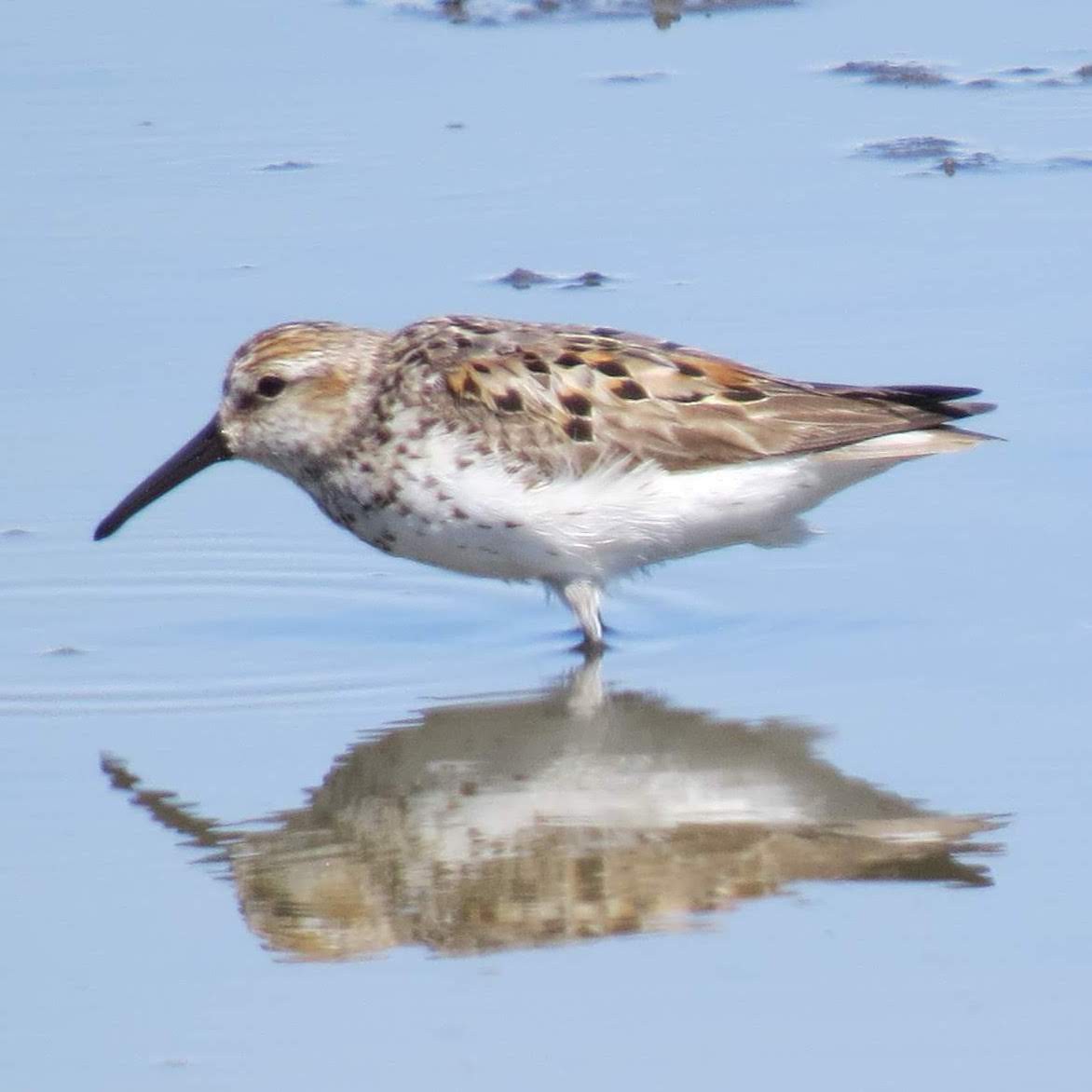Western Sandpiper - ML641982064