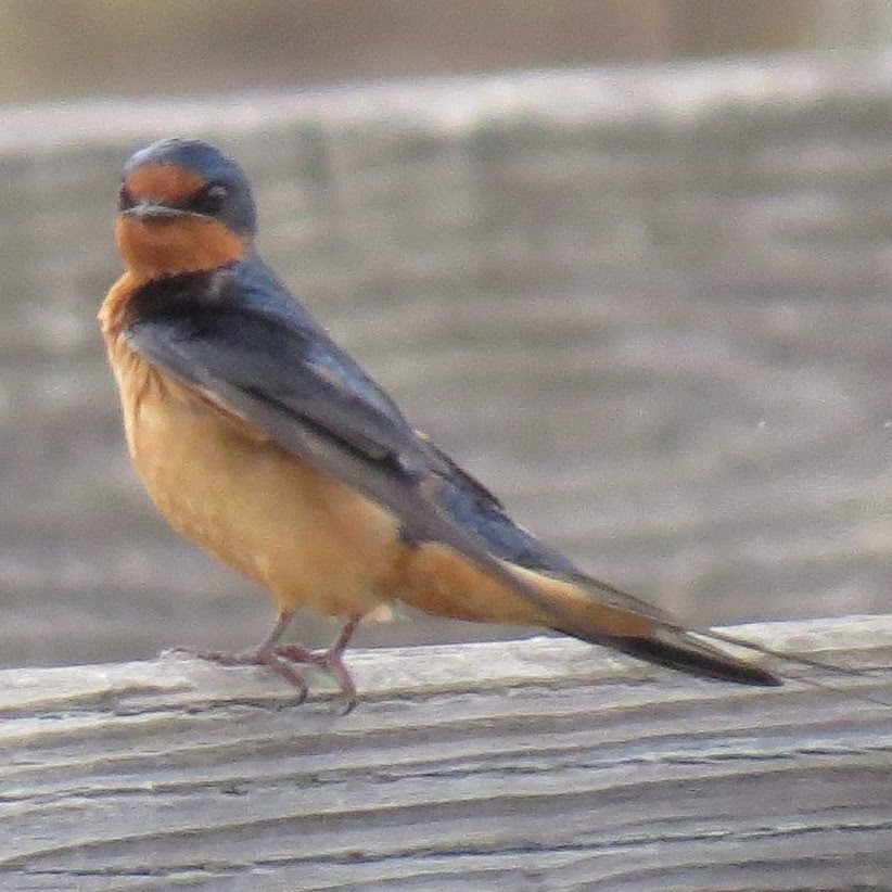 Barn Swallow - ML641982068