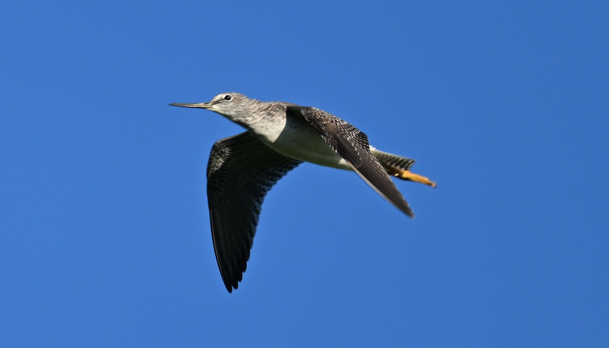 Greater Yellowlegs - ML641982072