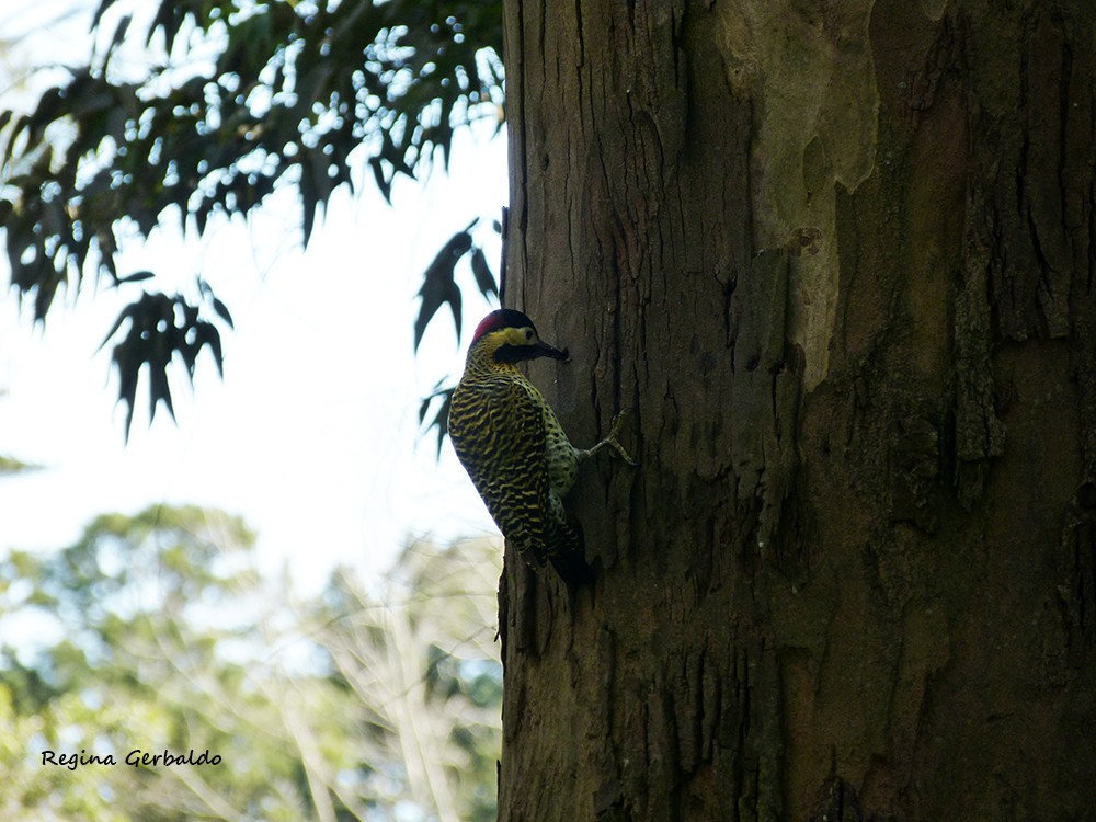 Green-barred Woodpecker - ML641982074